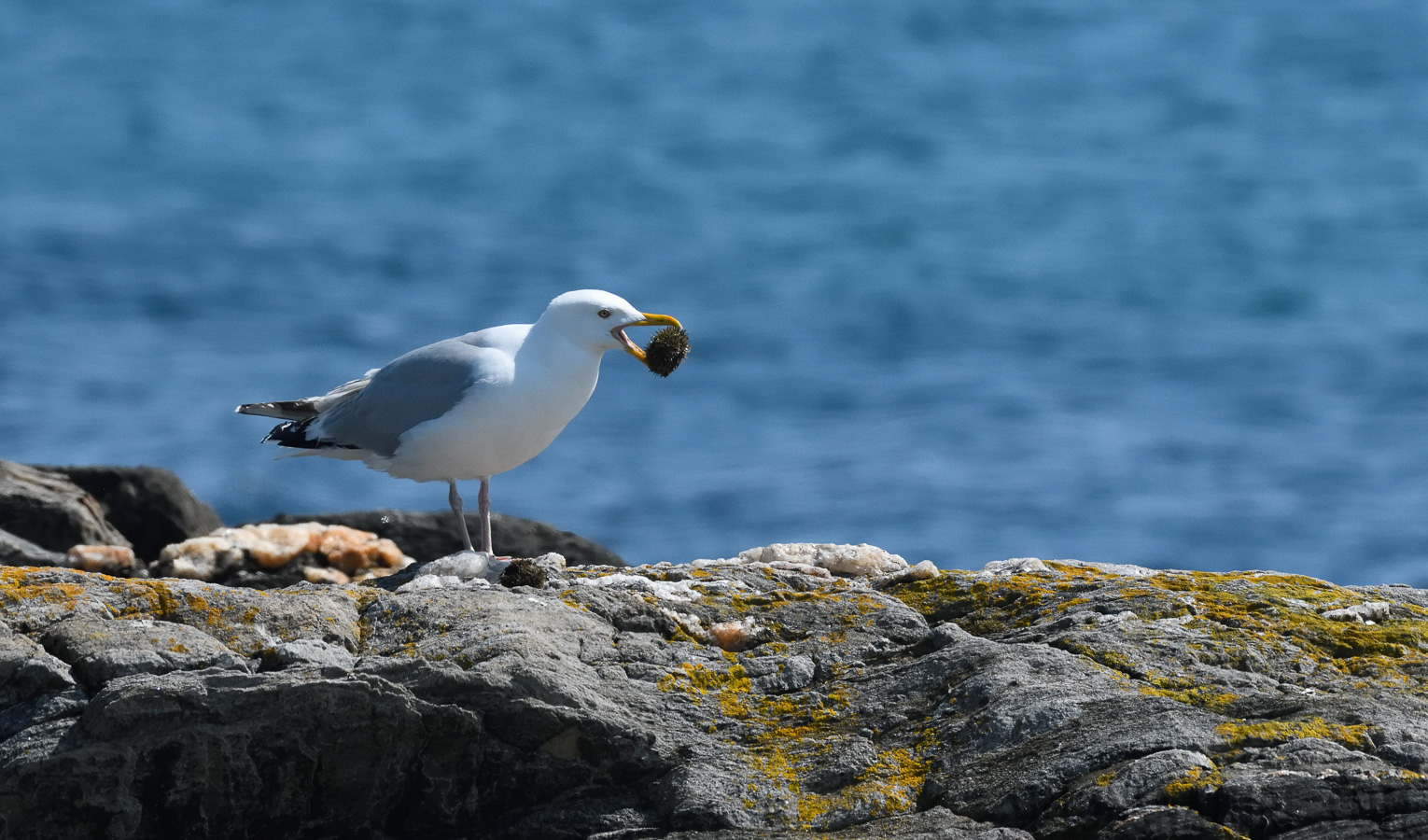 Larus smithsonianus [400 mm, 1/6400 sec at f / 8.0, ISO 1600]